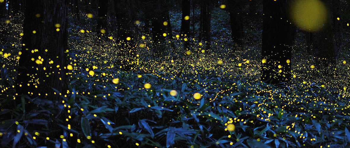 夏日最美萤火虫观赏地