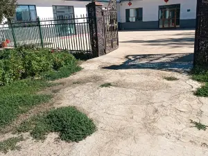 Pinshanju