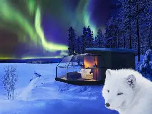 北極狐冰屋