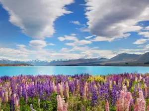 Stay in Tekapo Backpackers