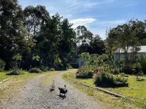 Tindoona Cottages