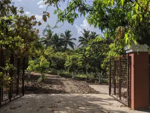 Mango Tree Farm