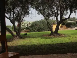 The OLive Tree