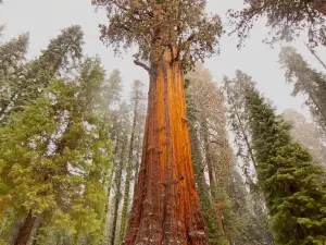 Magic Sequoia Spacious Home