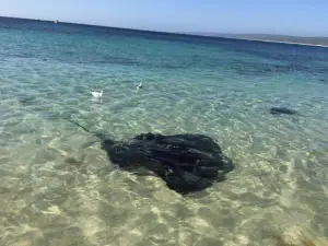 Hamelin Bay Seaclusion