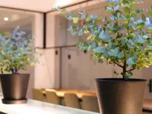 Bee Green Linz Self-Check-in-Hotel