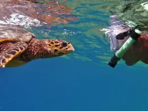 the turtle hive maldives - velaavani dhiffushi
