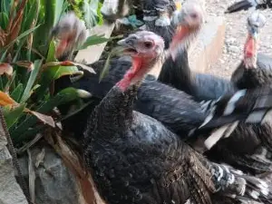 Apartamentos la Venta del Rome