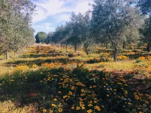 Olive Grove Retreat 1 by Tiny Away