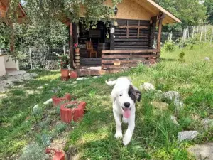 Căsuțele Dintre VII