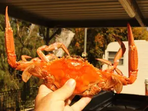 阿德羅森房車公園酒店