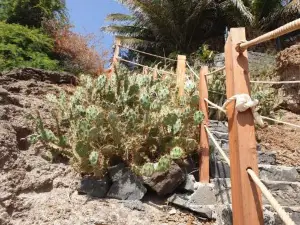 Cactus Guest House