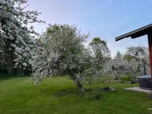 Augļu Ielas Pirts māja