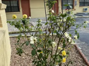 มาดิล อินน์