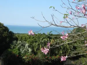 Raphia on Sea
