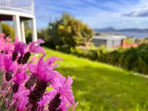 Vista Bliss