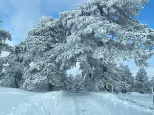 Borovi Snovi Divčibare