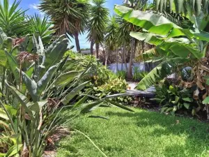 Palm Oasis