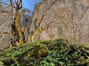 La Colmena