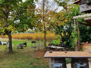 Au Vélo Dans L'arbre