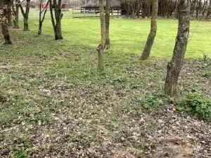 The Woodland