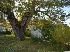 Casa da Pedra