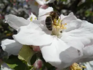 Charmante Maison Xixe Avec Jardin, Wifi et baptêmes de l'Air à proximité - FR-1-497-32