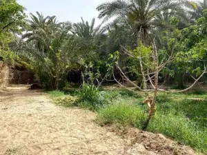 Forest Camp Siwa