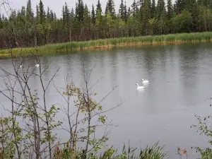 Denali Wild Stay - Bear Cabin with Hot Tub and Free Wifi, Private, Sleep 6
