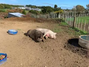 Brixton farm stay