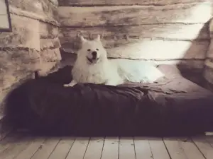 La Cabane Aux Loups