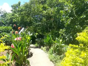 Kim's Garden