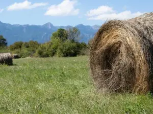 Lucija