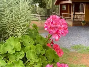 Glamping Panorama