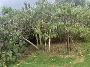 Private Two Bedroom Nestled Amongst an Orchard