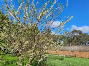 Maggie's Guesthouse on Swansfield - free pool, billiards, tennis court, more