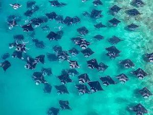 Turtle Inn Dharavandhoo