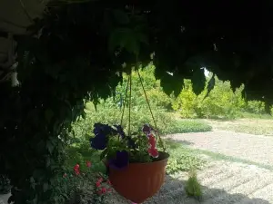 Arevik BB