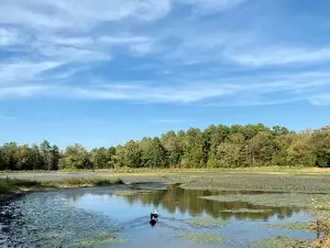 Majestic Nordic Tiny House with Private Deck, Grill and Fire Pit in Arkansas