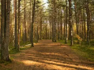 Lovely Nest in Nõmme