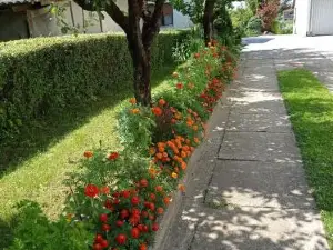 Studio Apartman Škudar