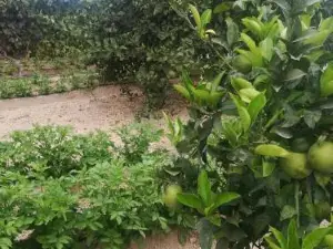 Casita Rural y Casa Cueva El Perucho