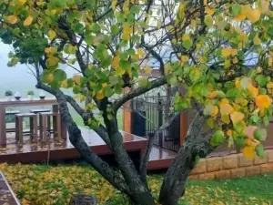 สวีทส์แบล็ควูดวัลเลย์