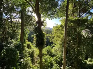 Currumbin Rainforest Treehouse