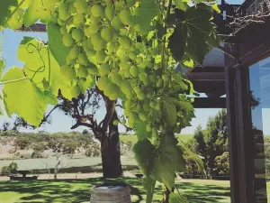 One Paddock Currency Creek Winery Villas