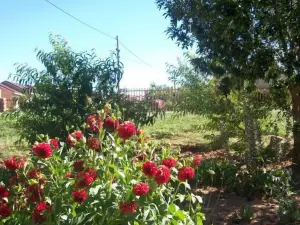 Aligeo Guest House