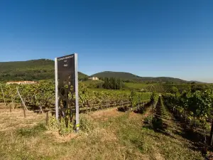 Zur Weinlaube
