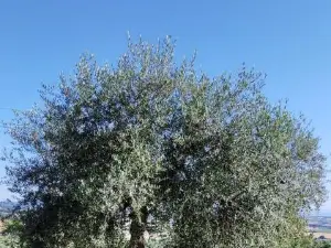 L'Olivo Appartamento Turistico