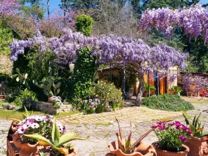 B&B Glicine