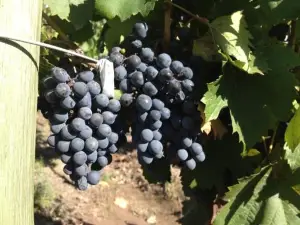 Boutique Vineyard and Wine Lodge